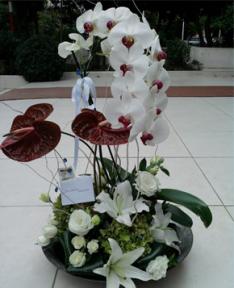 Orkide ve Antoryum